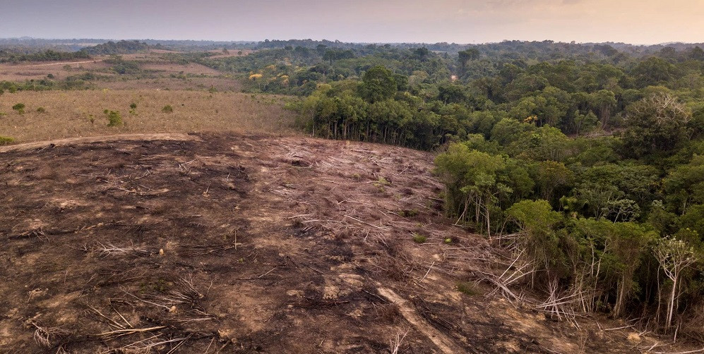 Heroic couple shares remarkable before-and-after photos after planting 2 million new trees in the Amazon