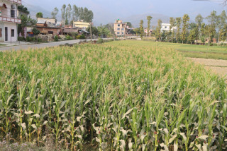 Increased Maize Production in Dang
